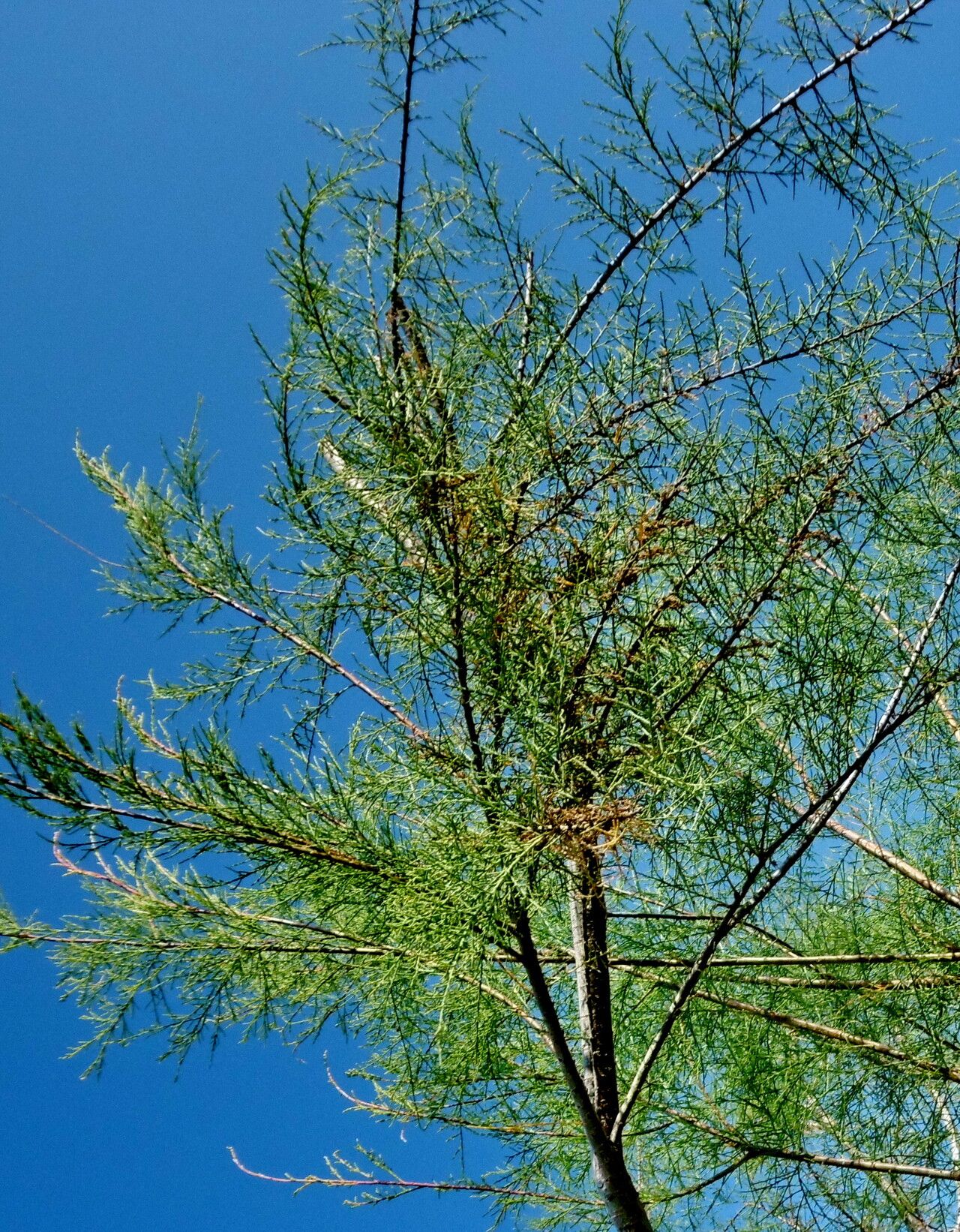 Tamarix gracilis — search result for 'Tamarix'