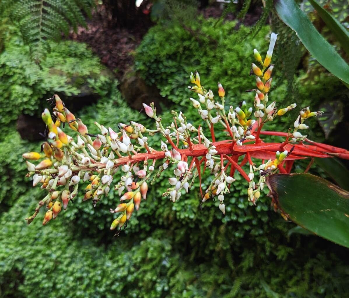 Aechmea servitensis flower