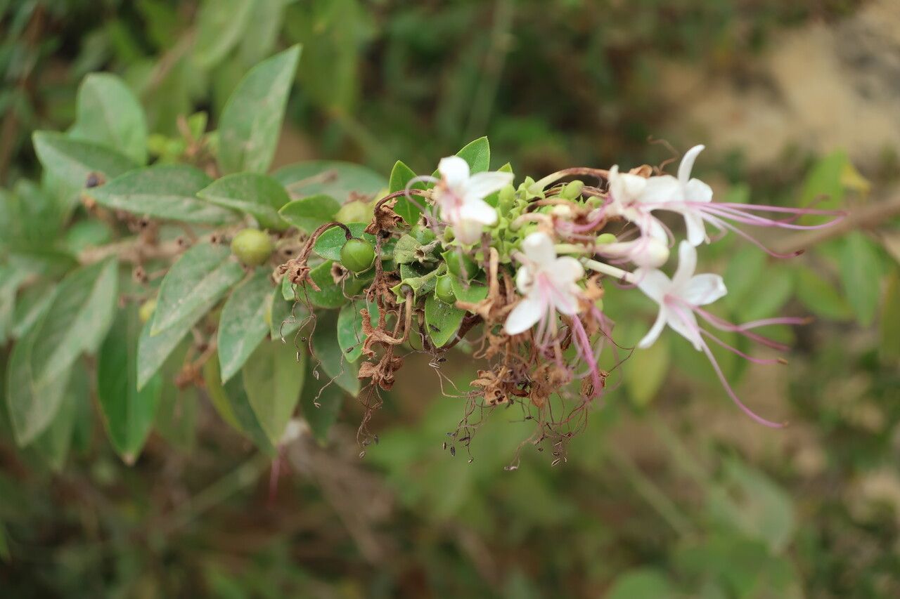 Clerodendrum heterophyllum flower