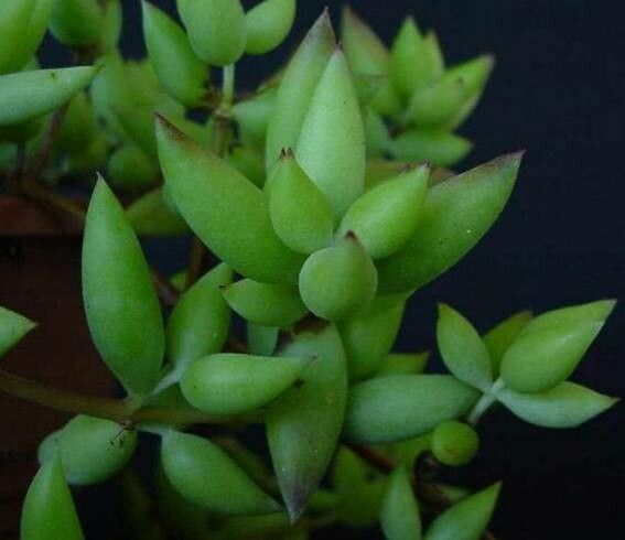 Cotyledon papillaris — houseplant care guide