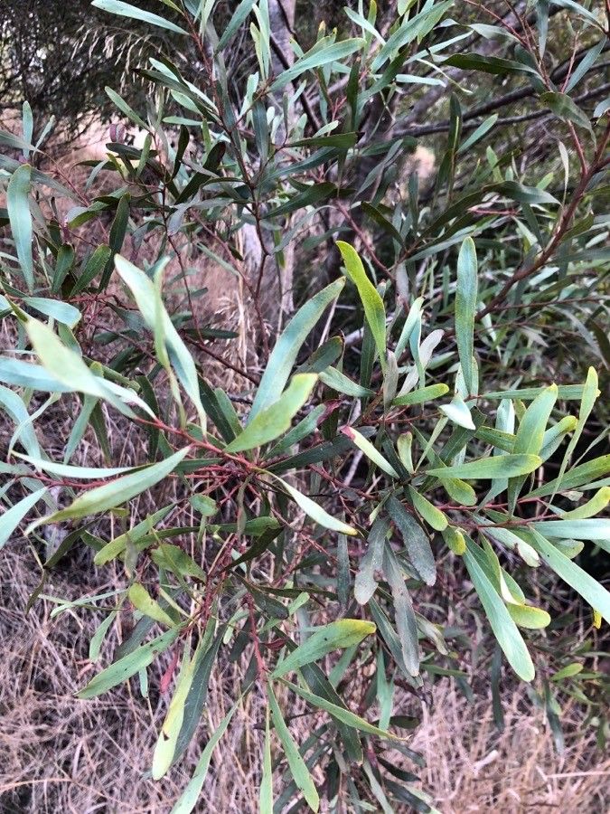Acacia confluens flower