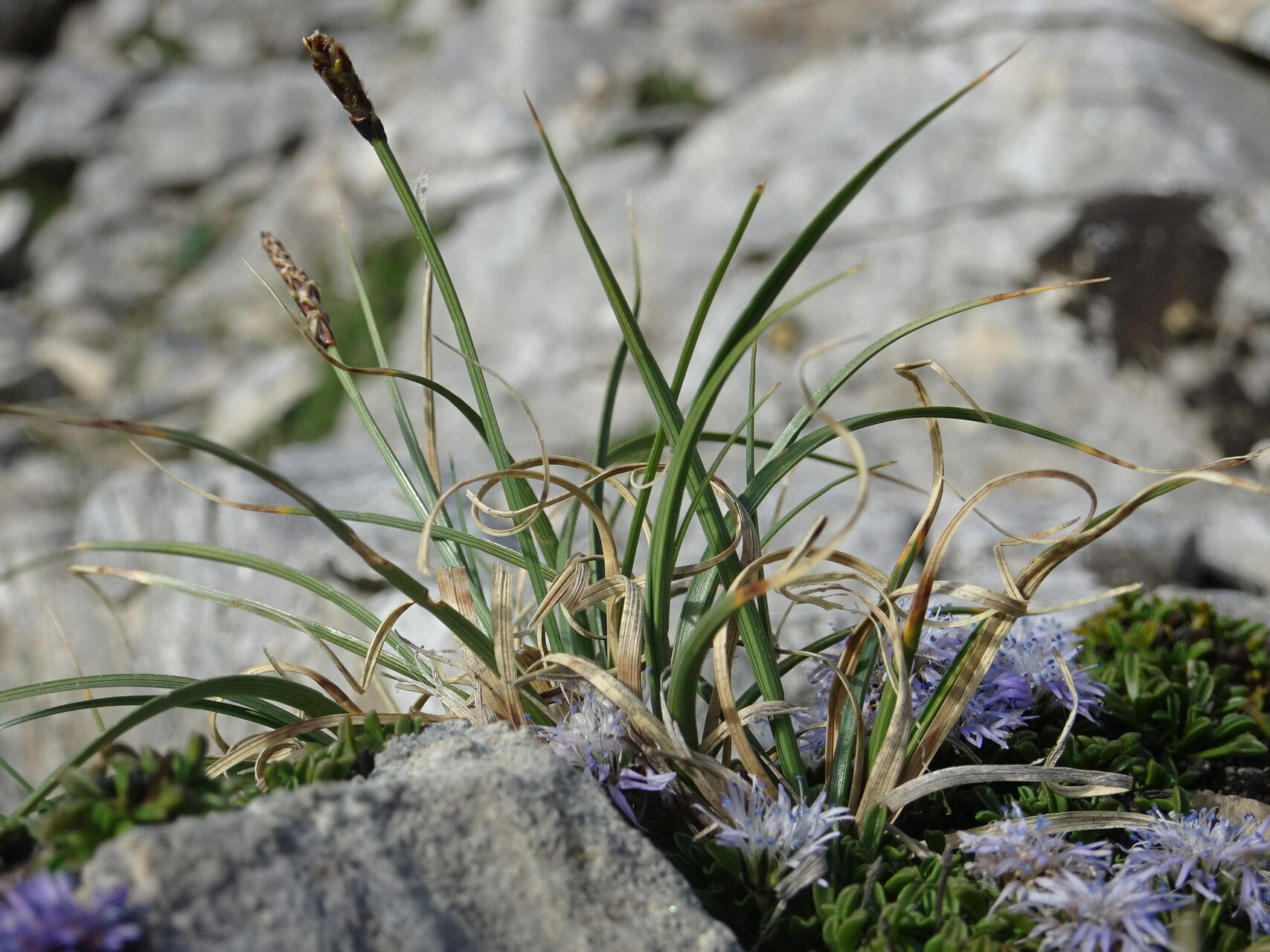 Carex rupestris leaf