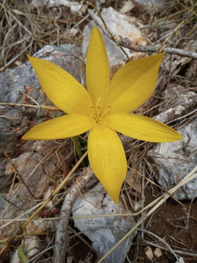 Sternbergia clusiana flower