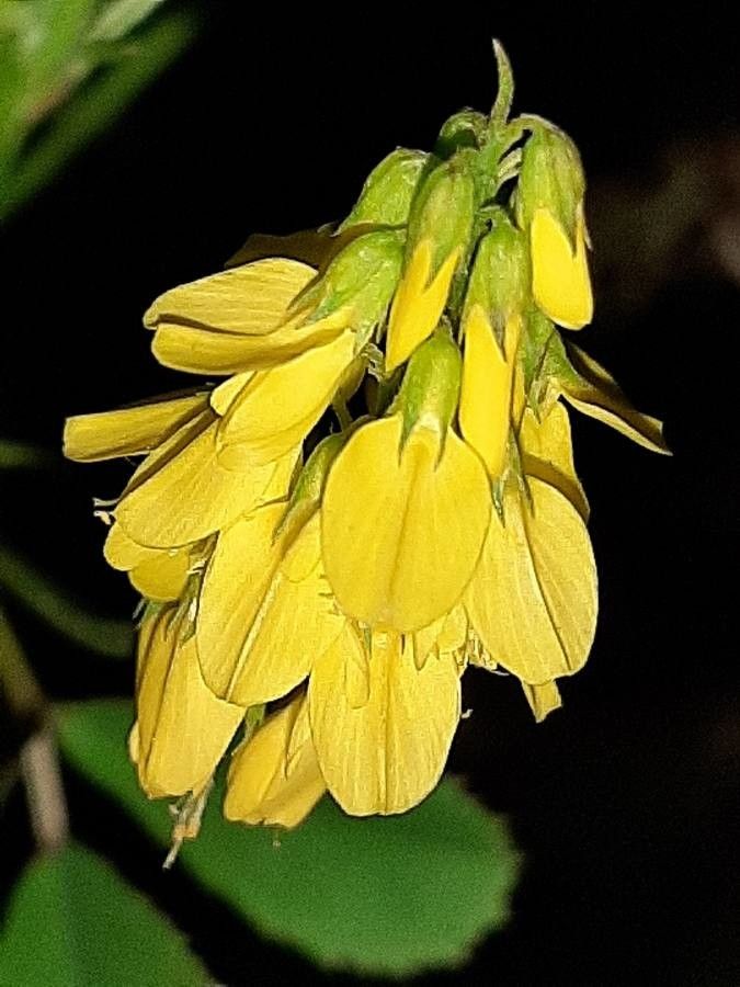 Trigonella esculenta flower