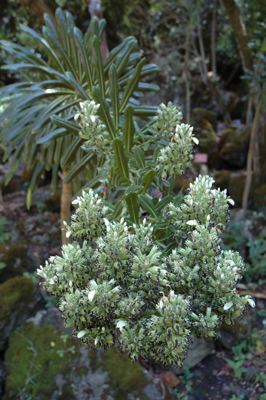 Lobelia boninensis — houseplant care guide