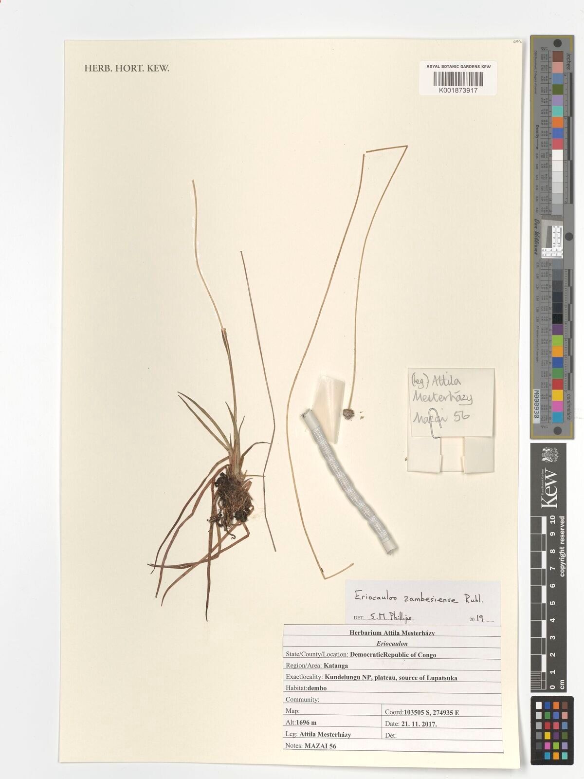 Eriocaulon zambesiense — houseplant care guide