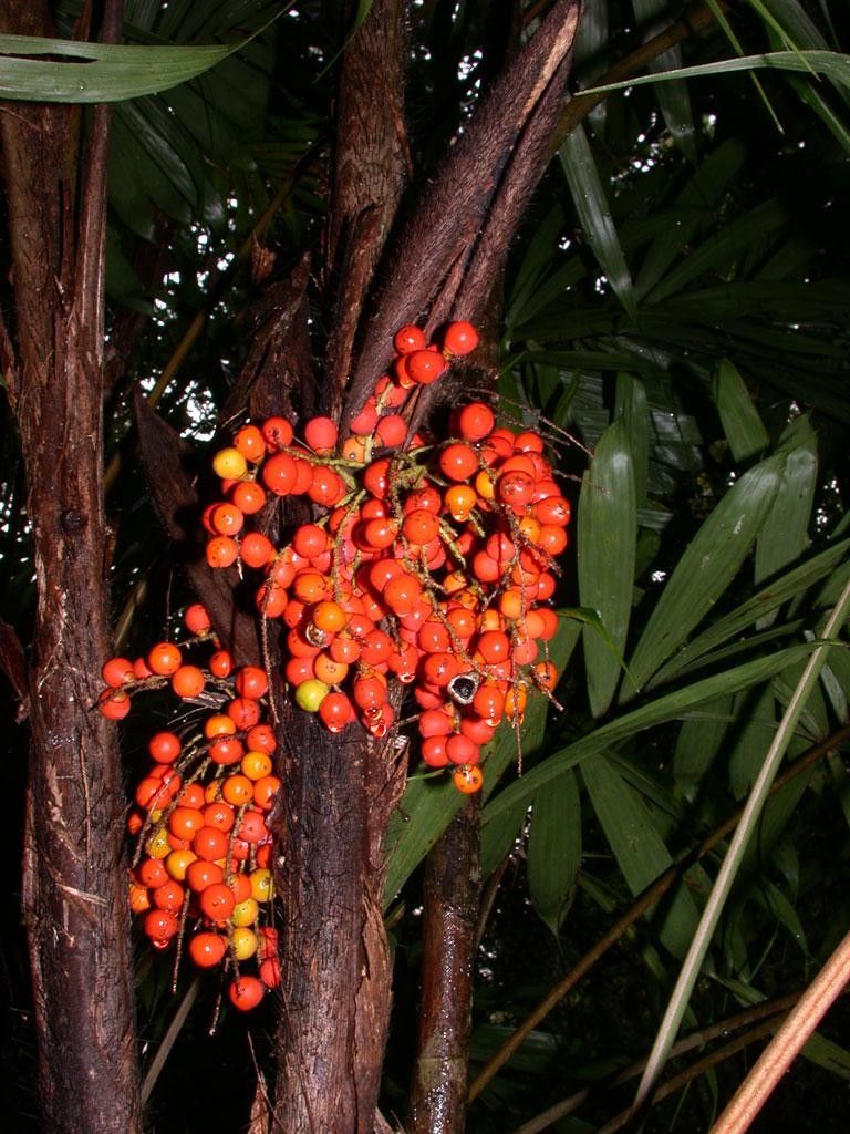 Bactris gracilior fruit