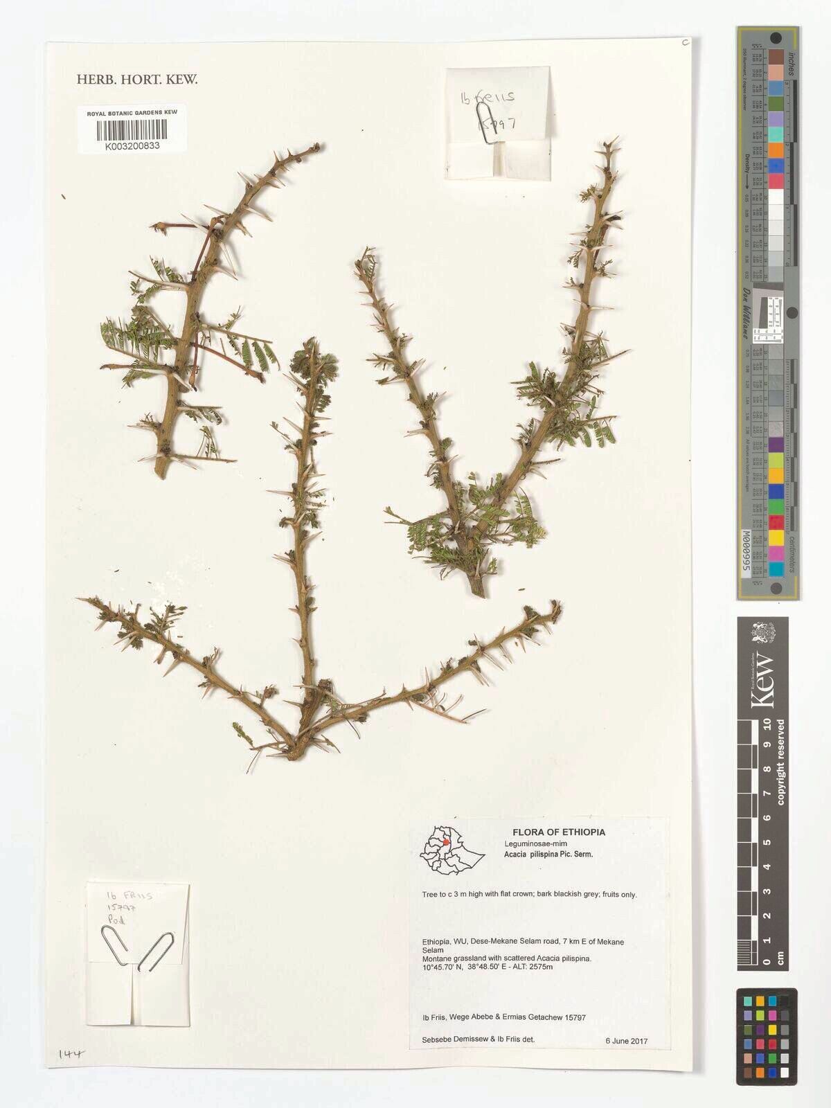 Vachellia pilispina — houseplant care guide