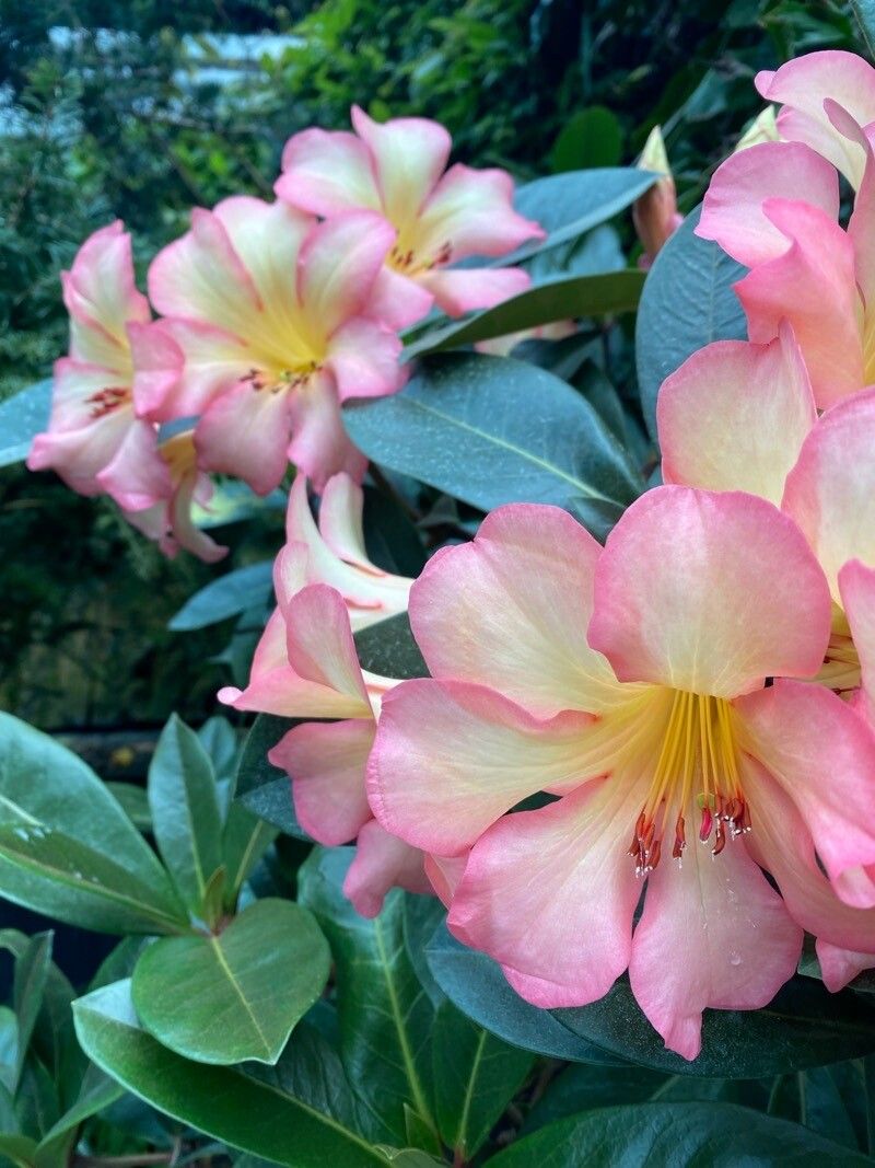 Rhododendron zoelleri flower