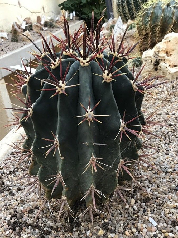 Ferocactus wislizeni leaf