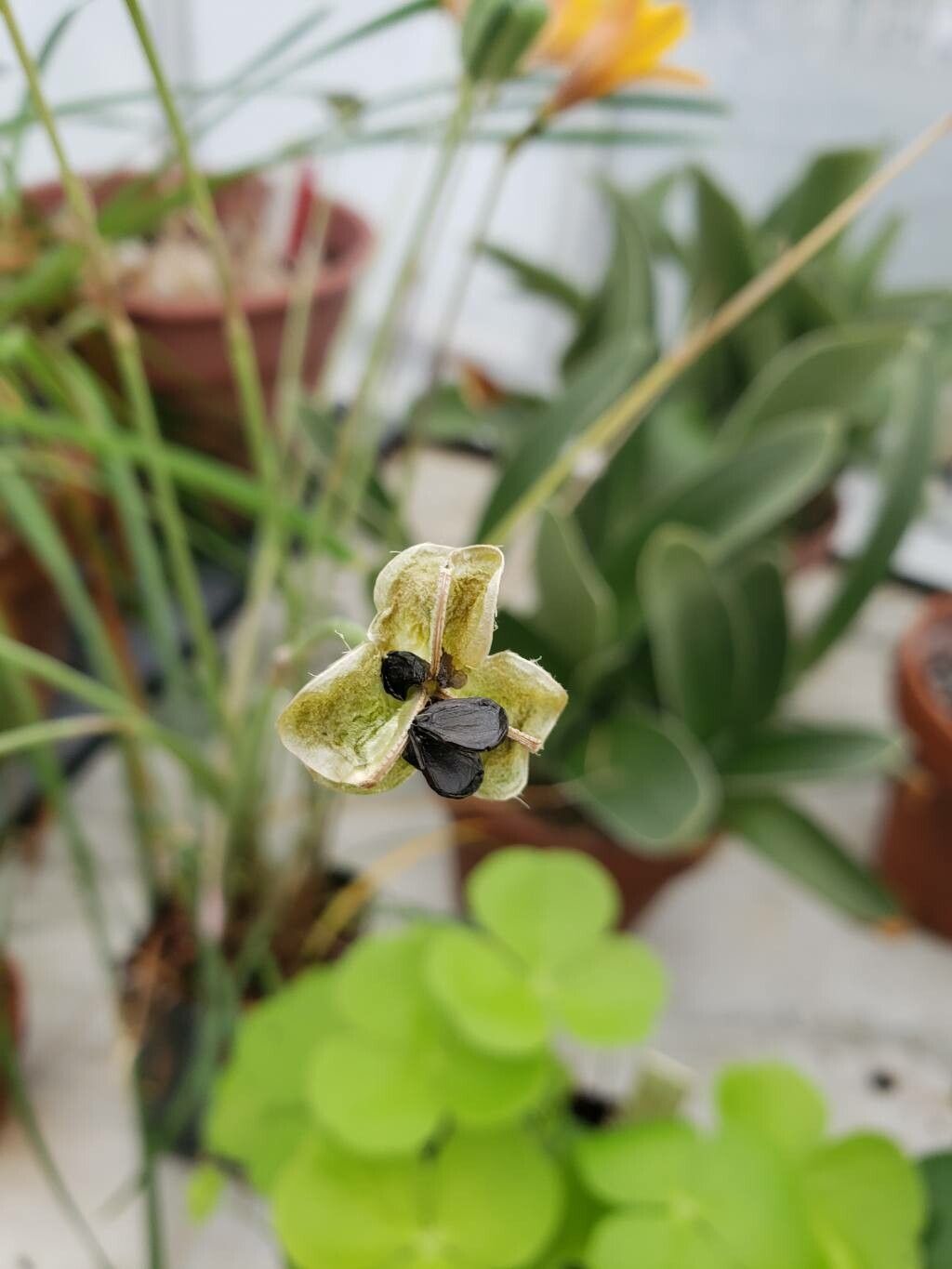 Zephyranthes tubispatha fruit