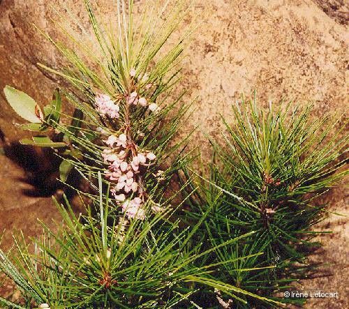 Marsdenia ericoides habit