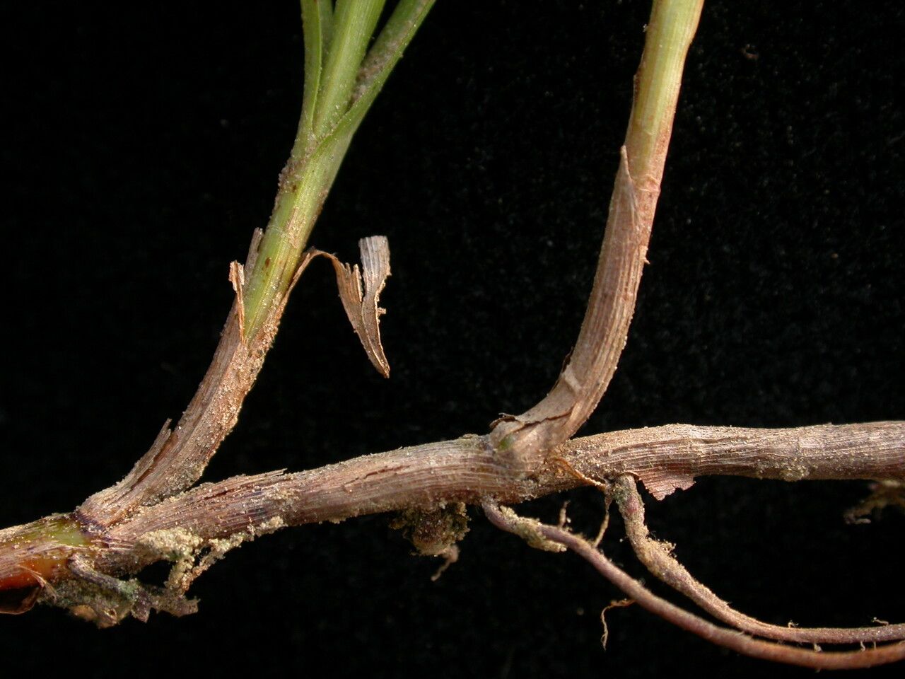 Cyperus brevifolioides habit