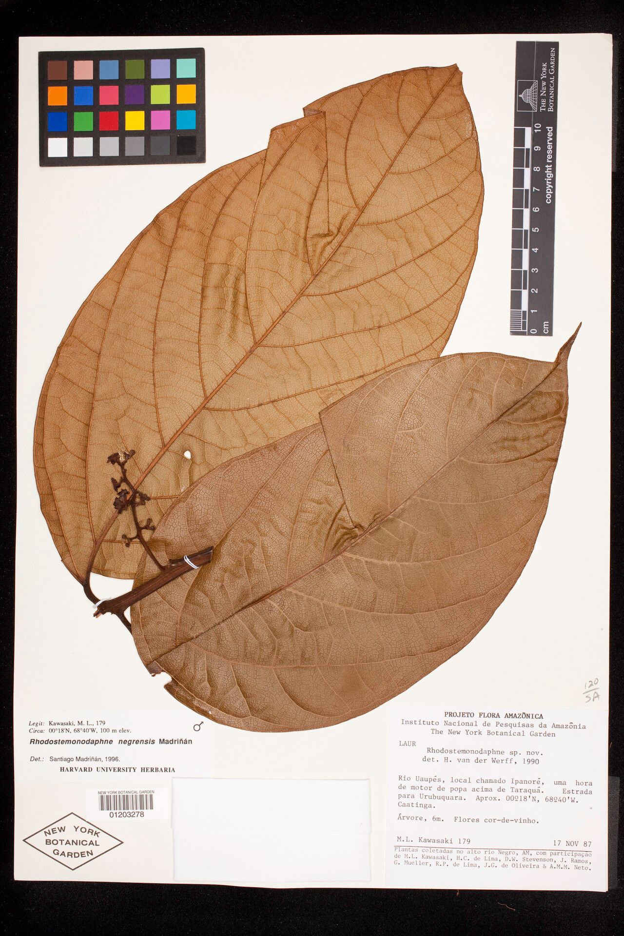 Rhodostemonodaphne negrensis — houseplant care guide