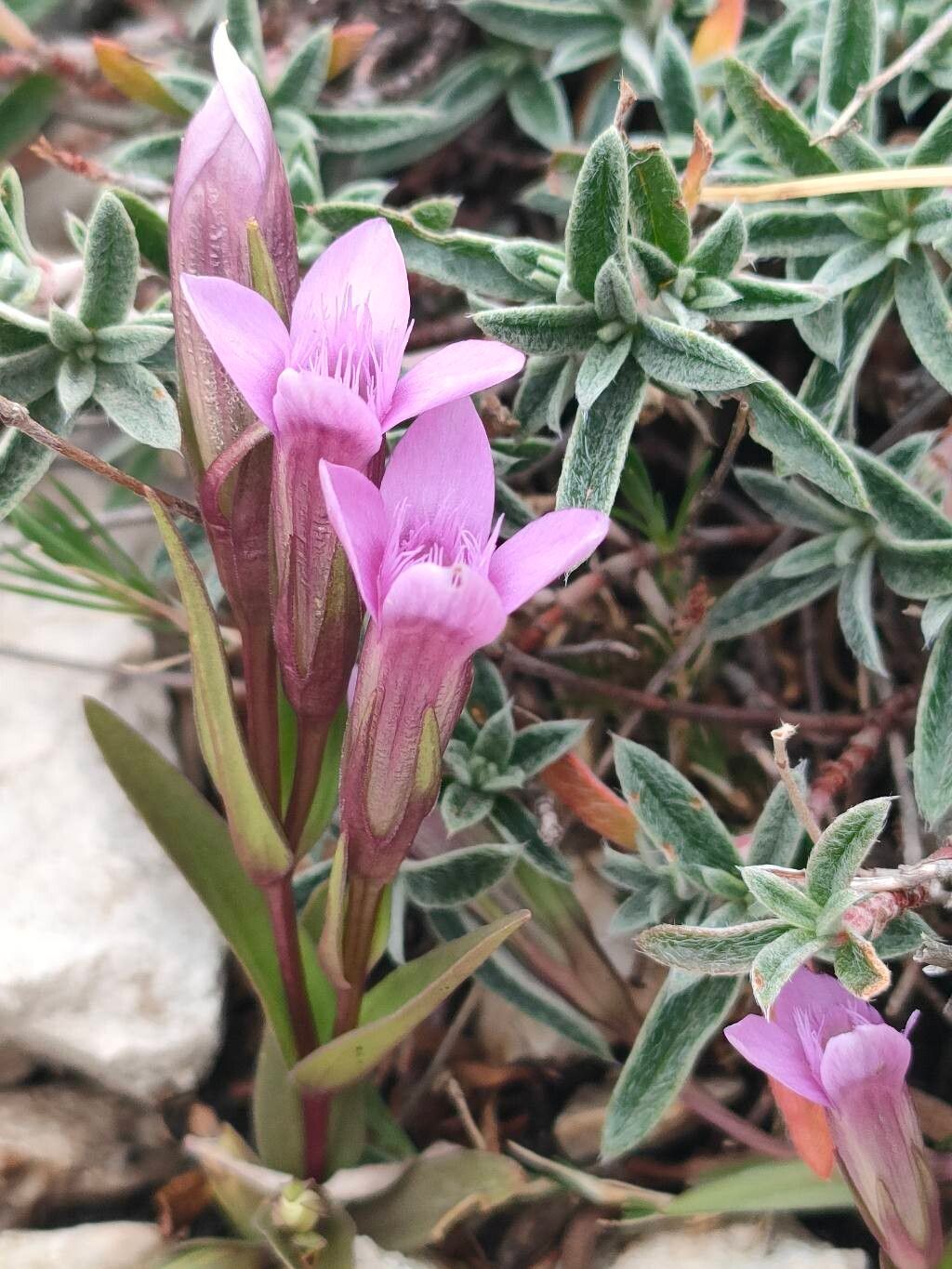 Gentianella columnae — search result for 'Gentianella'
