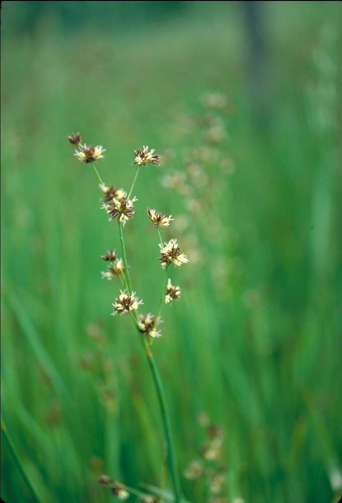 Juncus phaeocephalus — search result for 'Juncus'