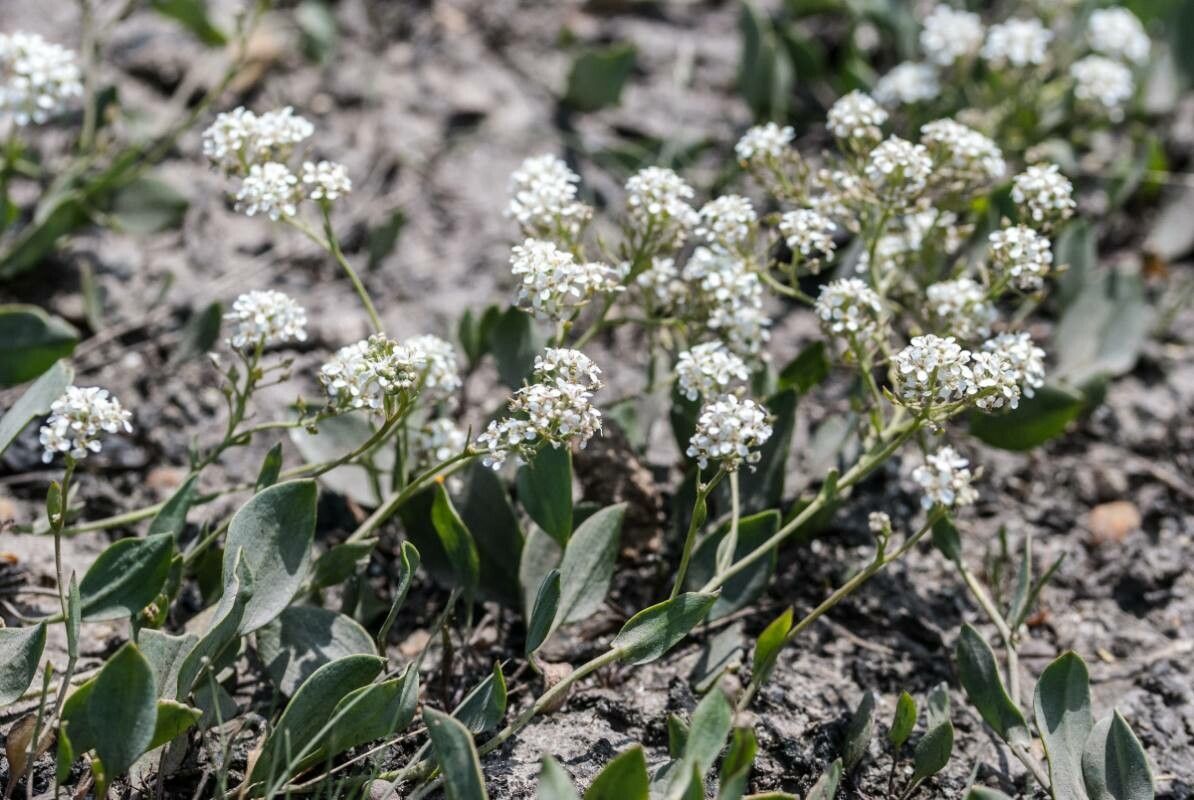 Lepidium cartilagineum flower