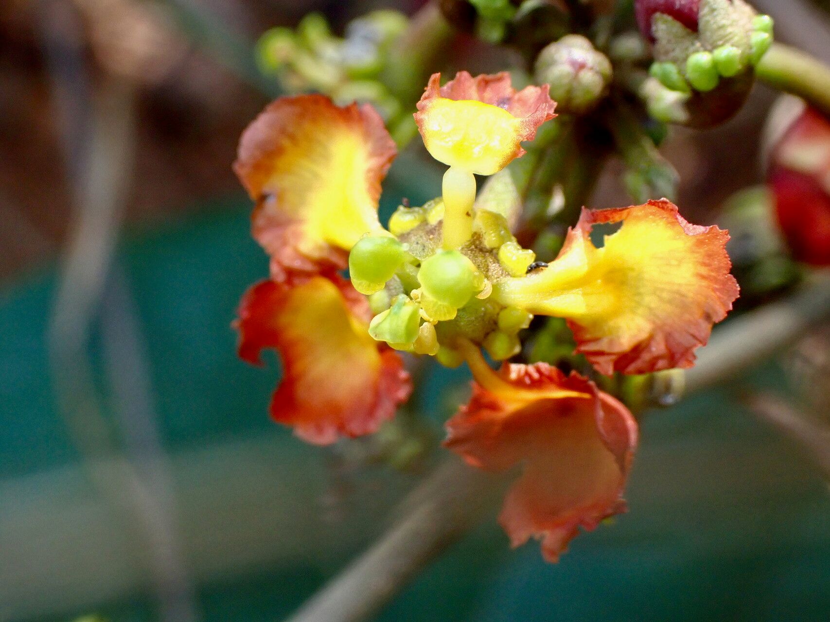 Stigmaphyllon sinuatum flower
