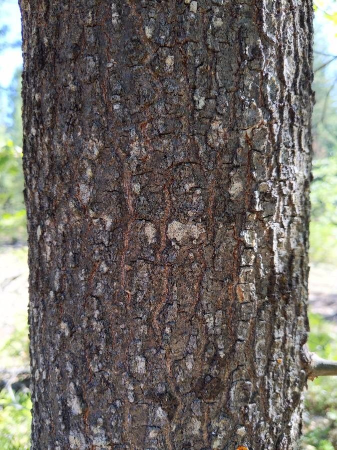 Quercus kelloggii bark