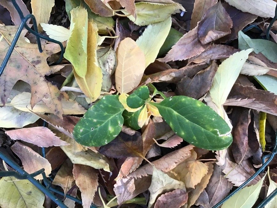 Dictamnus albus — search result for 'Rutaceae'