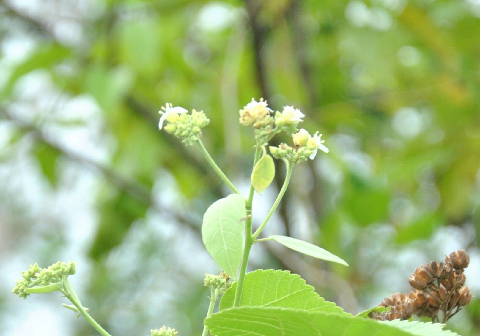 Cordia sulcata flower