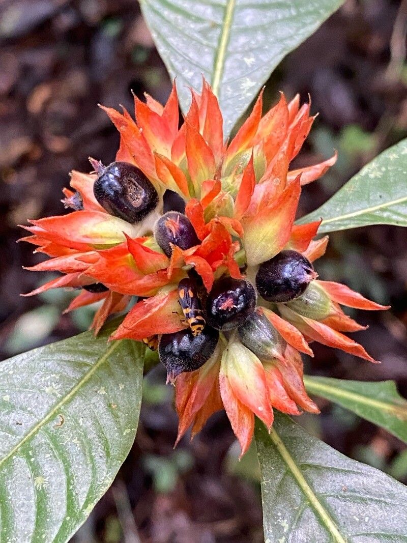 Palicourea aurantiibractea fruit
