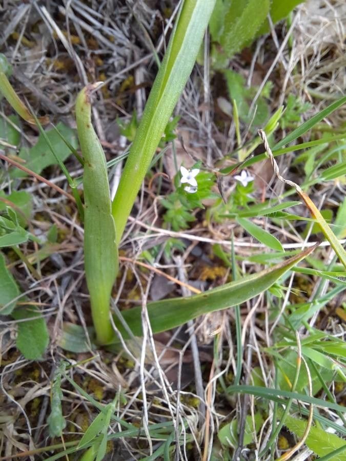 Anacamptis champagneuxii — related species from the same genus