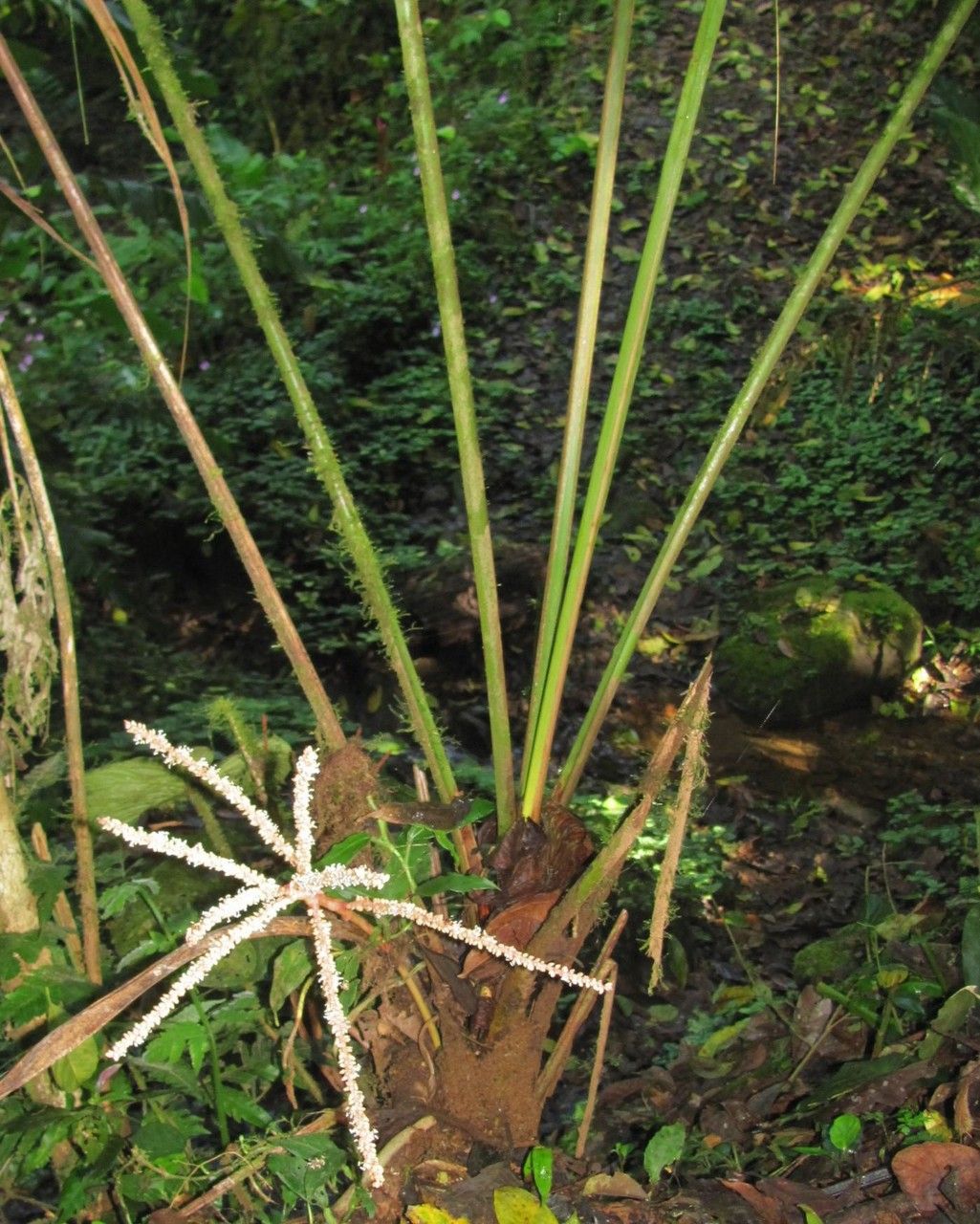 Prestoea longepetiolata habit