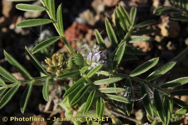 Astragalus epiglottis flower