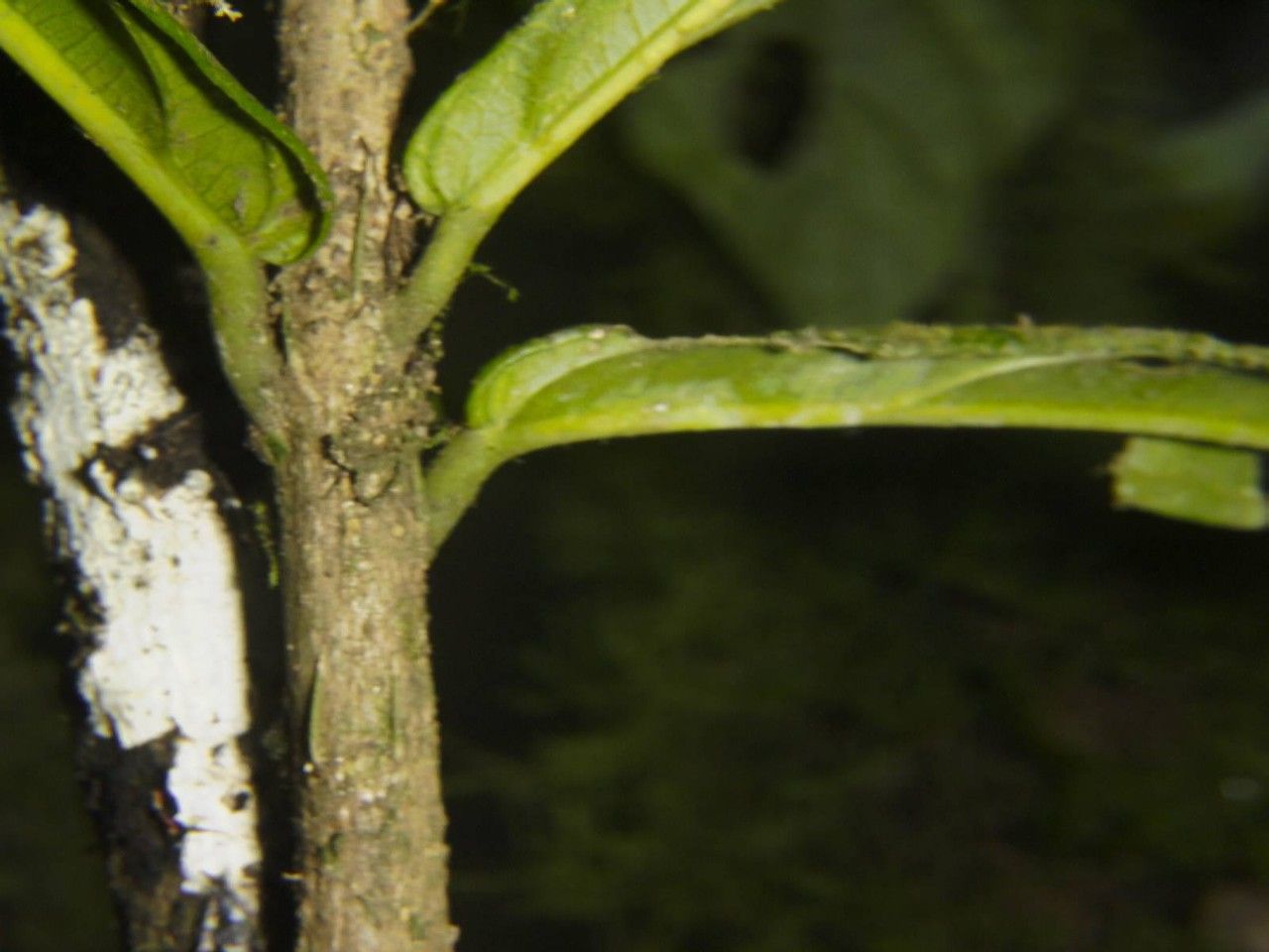 Quararibea pumila bark