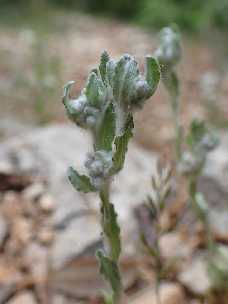 Bombycilaena erecta fruit