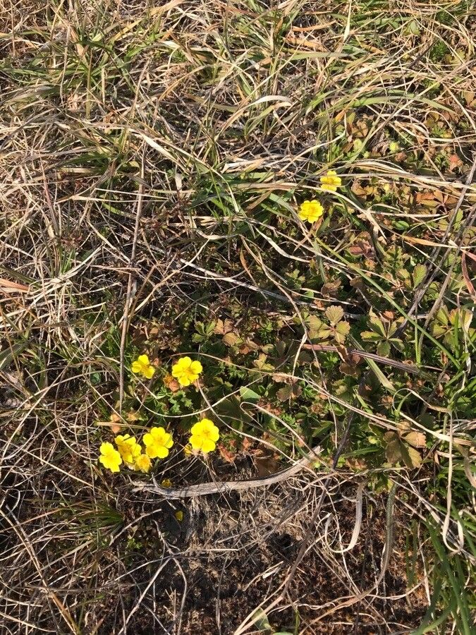 Potentilla humifusa flower
