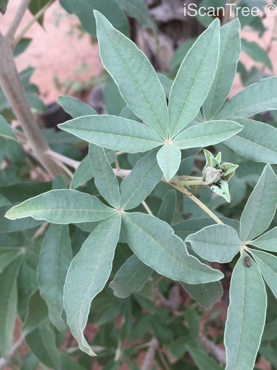 Vitex zeyheri leaf