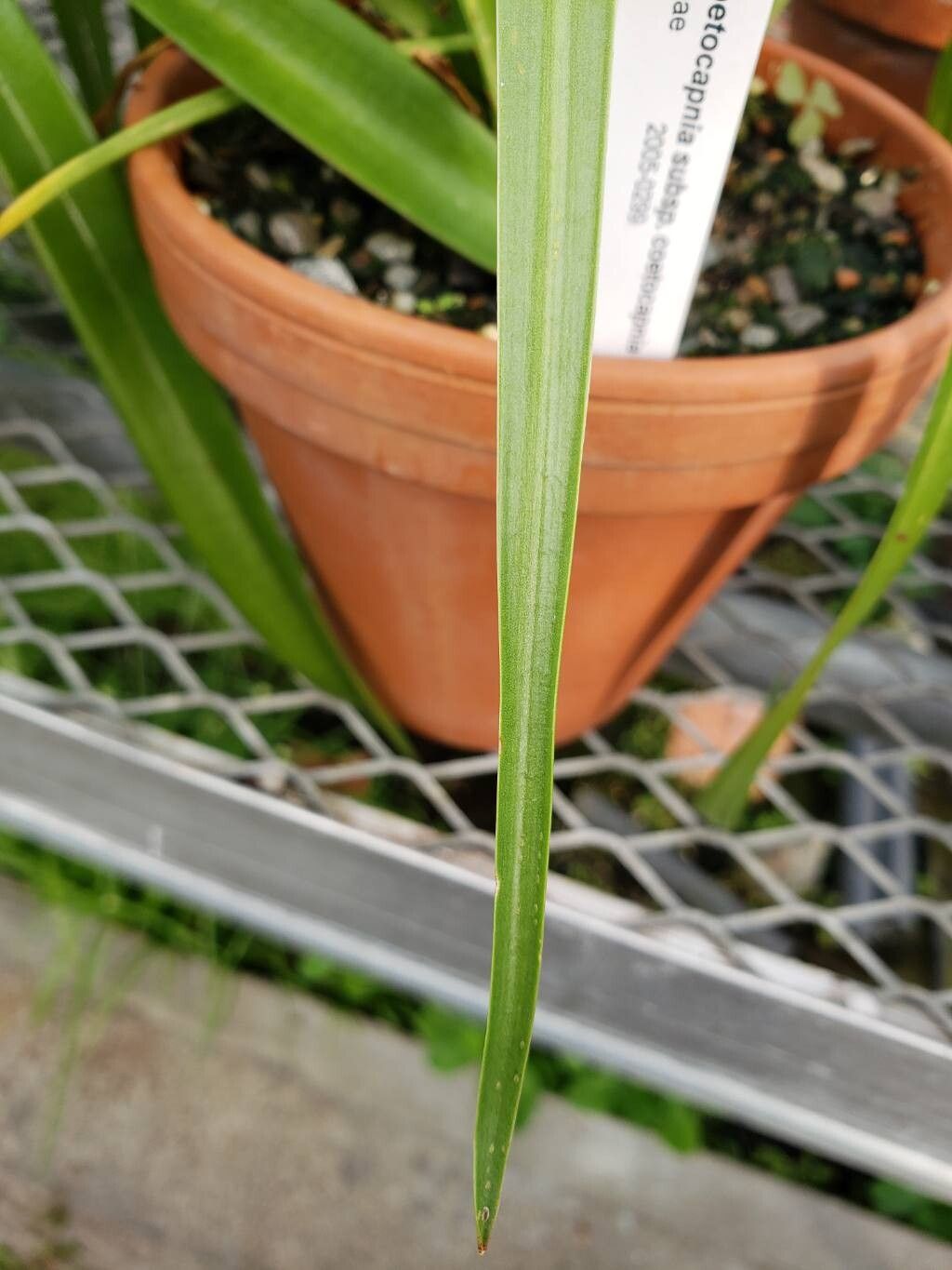Agave coetocapnia leaf