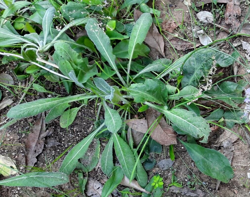 Limonium narbonense — search result for 'Plumbaginaceae'