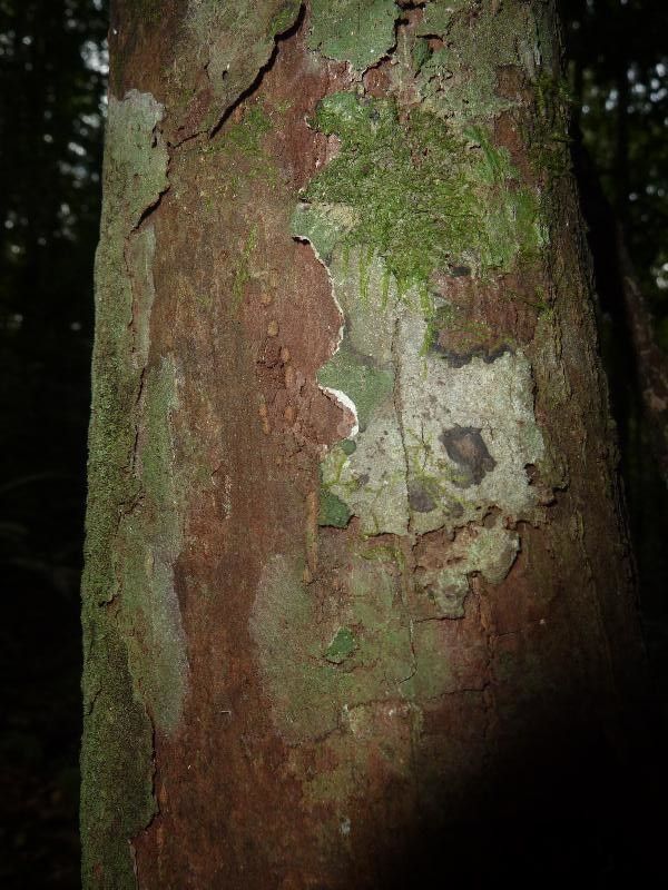 Pouteria melanopoda bark