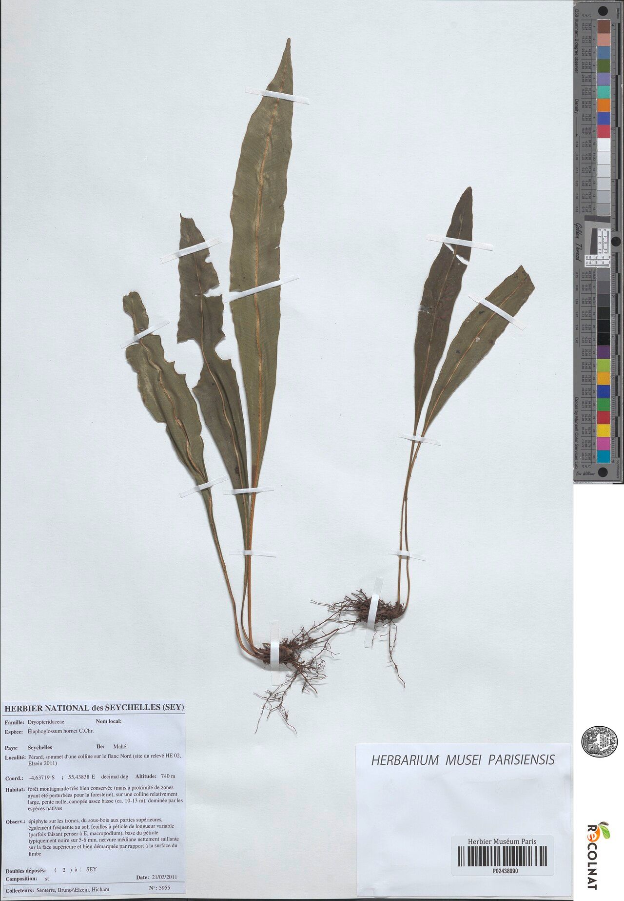 Elaphoglossum hornei — houseplant care guide