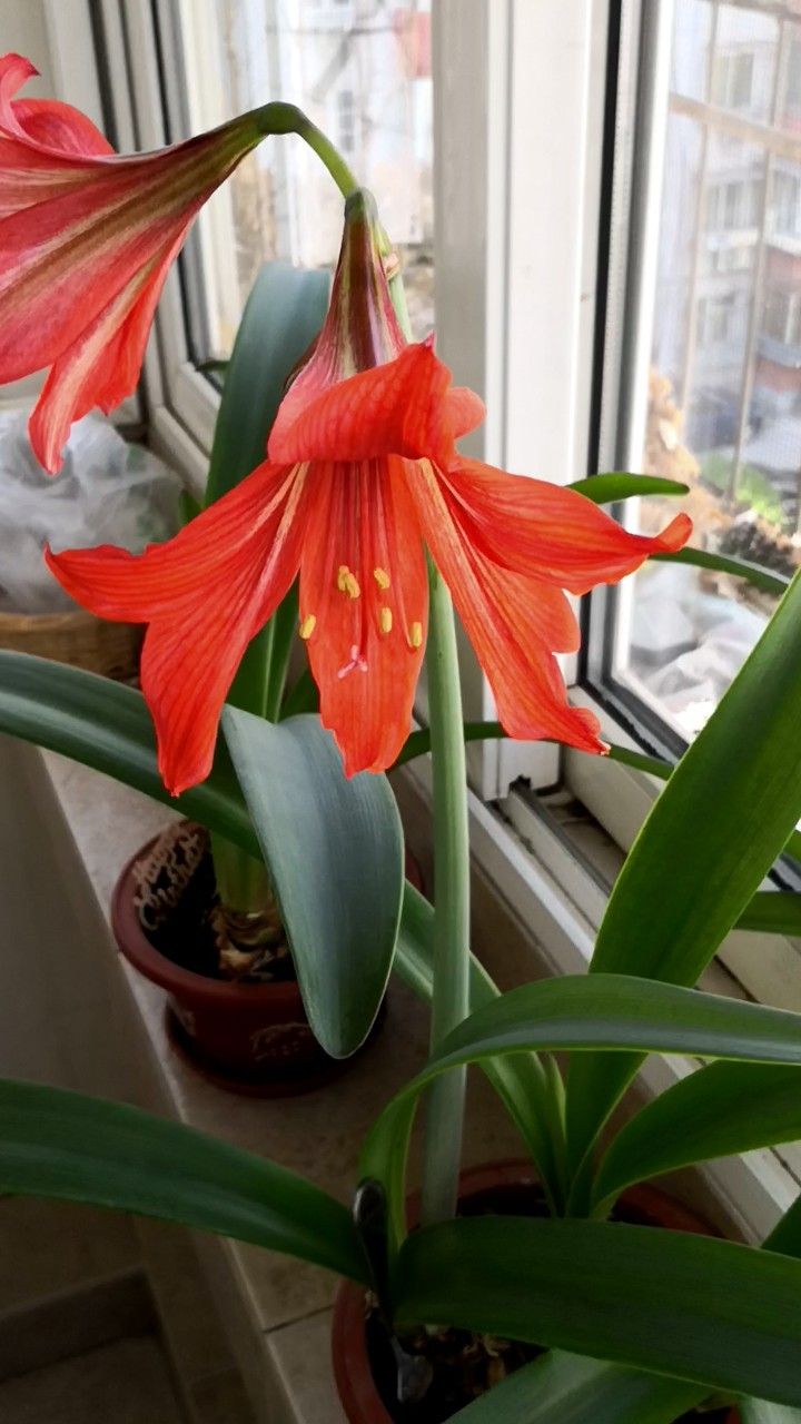 Hippeastrum vittatum — search result for 'Hippeastrum'
