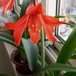 Hippeastrum vittatum