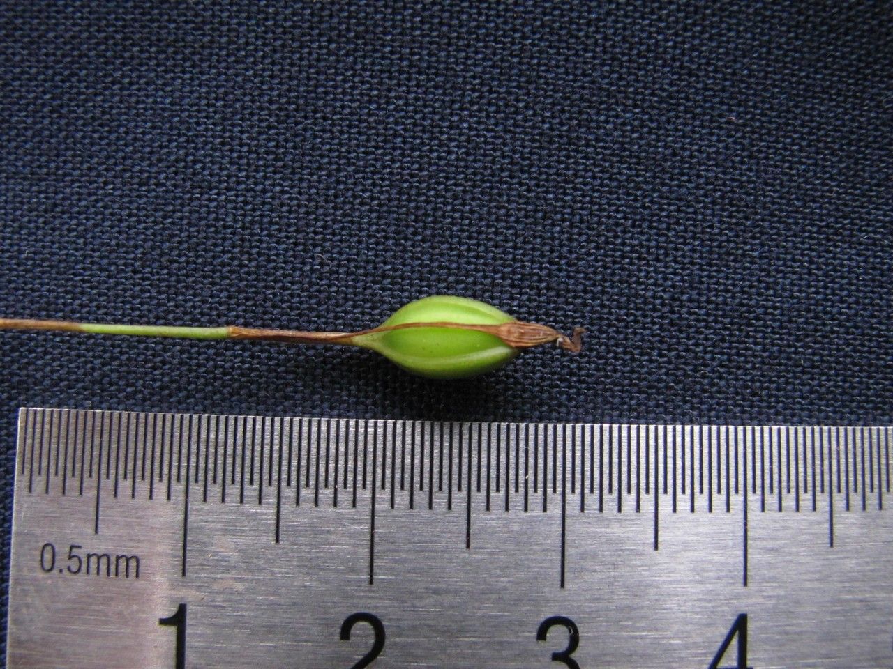 Cryptocentrum standleyi other