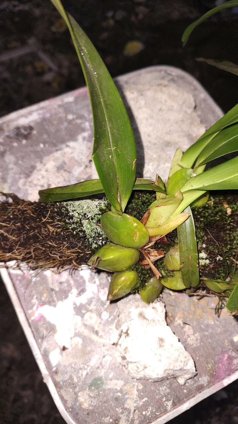 Maxillaria cucullata — search result for 'Maxillaria'