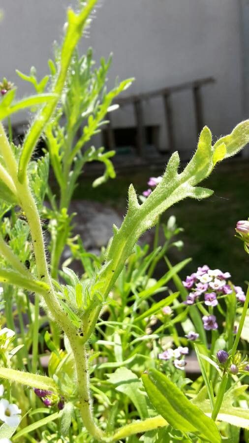 Layia chrysanthemoides leaf