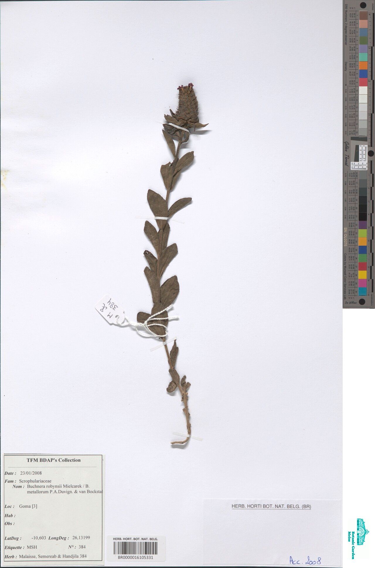 Buchnera reissiana — houseplant care guide