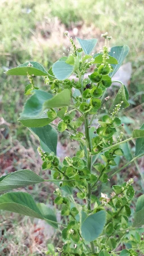 Acalypha indica flower