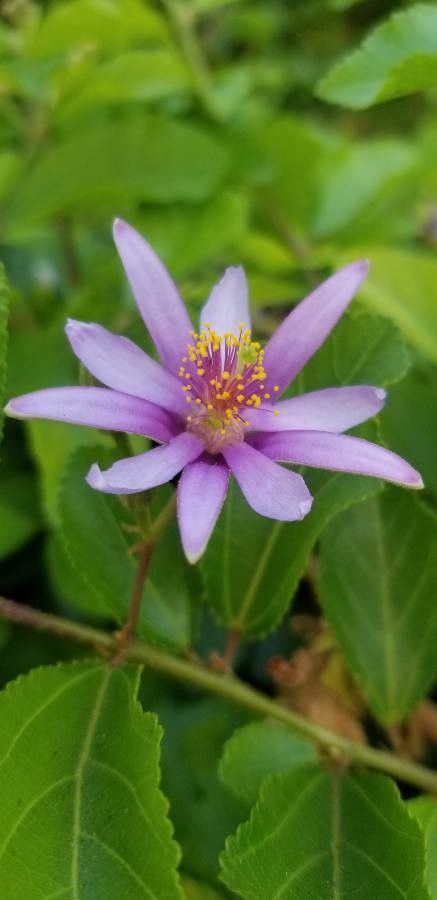 Grewia occidentalis fruit