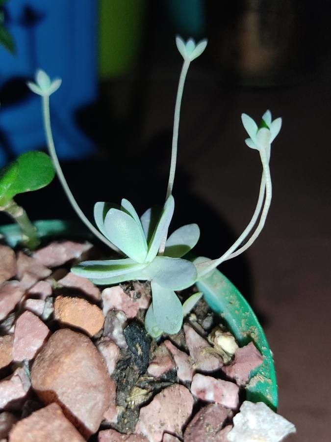 Orostachys iwarenge bark