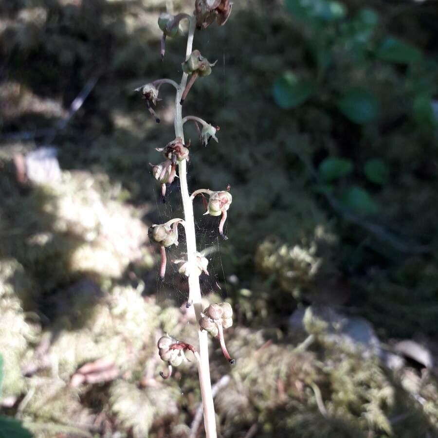 Pyrola rotundifolia fruit