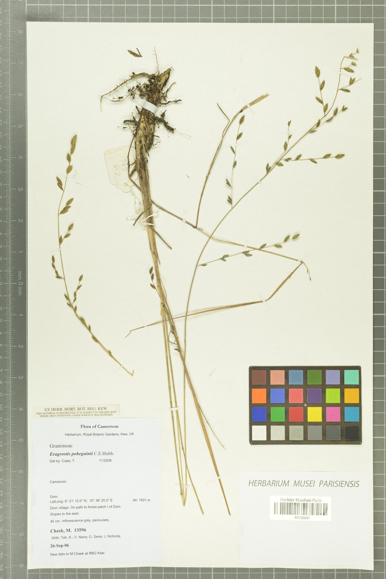 Eragrostis pobeguinii — search result for 'Eragrostis'