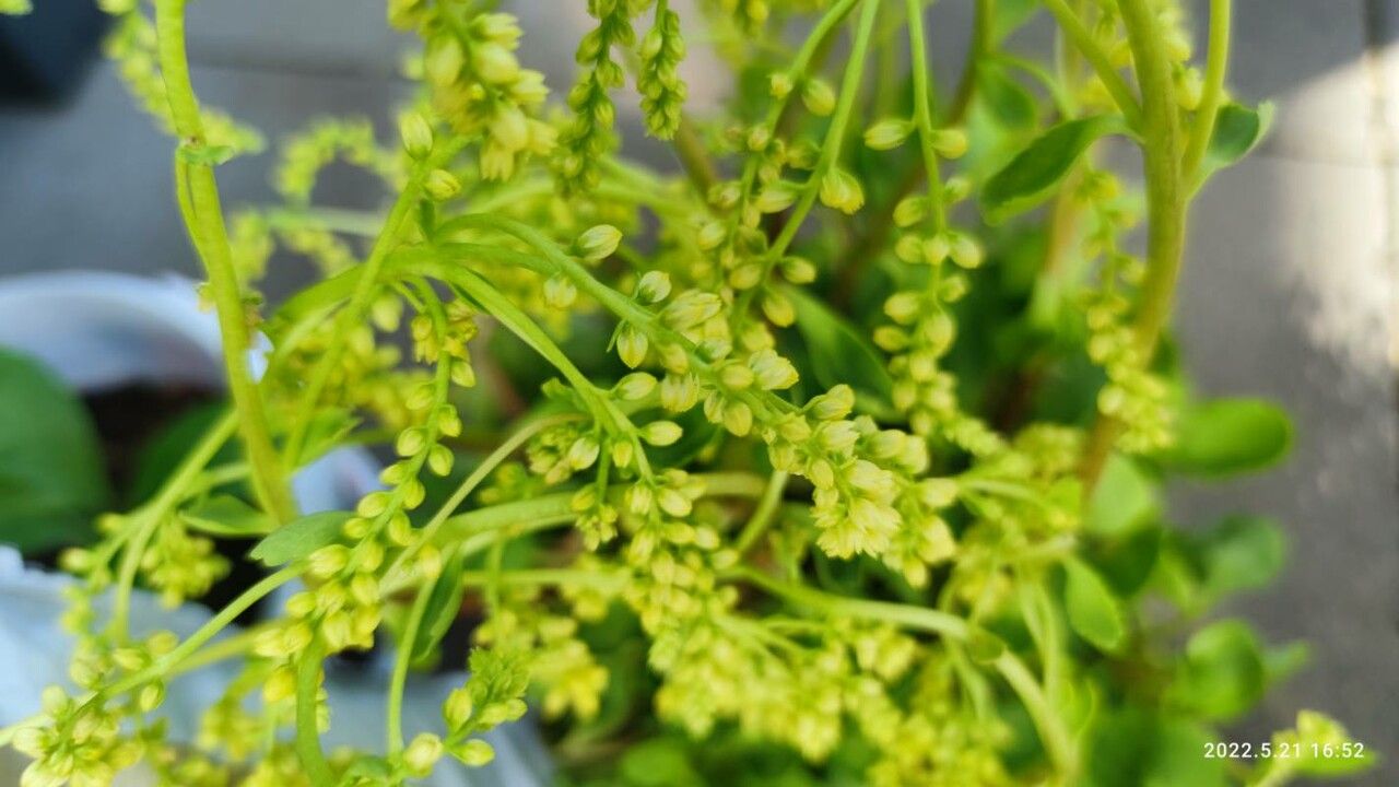 Chiastophyllum oppositifolium fruit