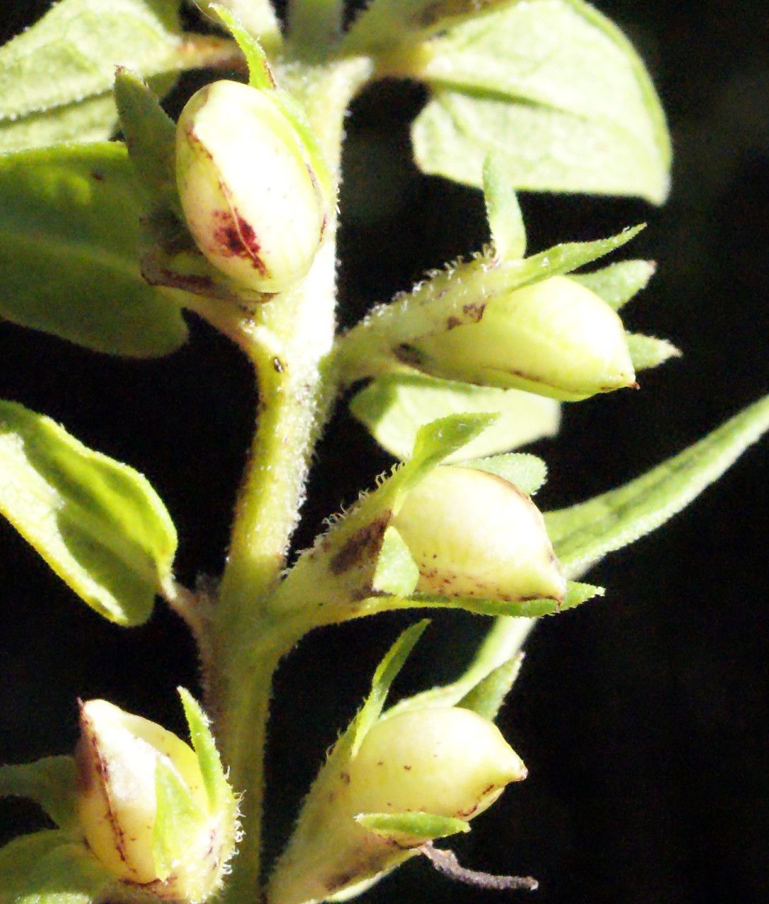 Melampyrum catalaunicum fruit